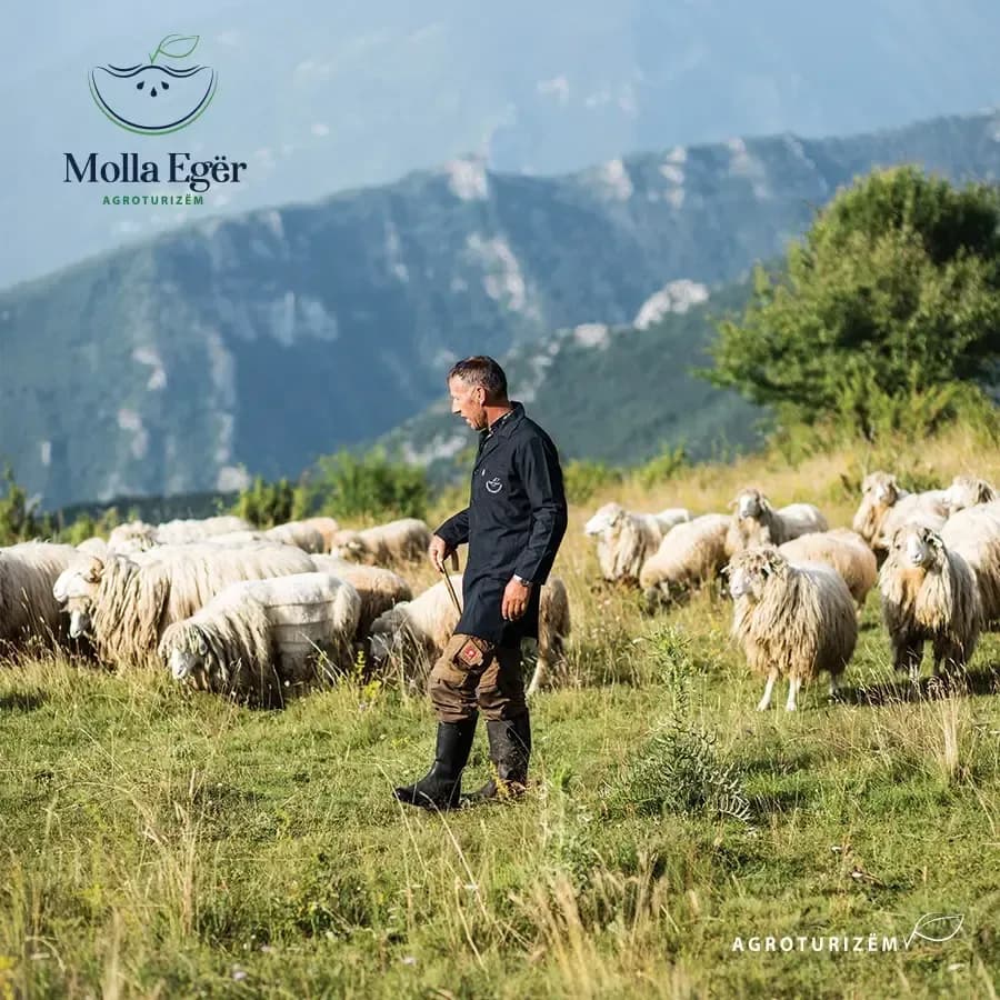 Molla Banner